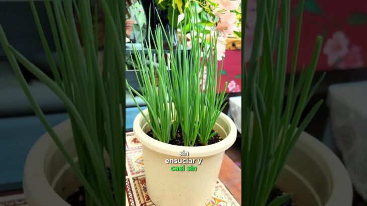Aprende a cultivar sin tierra tus alimentos #hidroponia #jardin #casera #nft