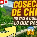 🚀🔥 ¡CHILES POR TODOS LADOS! COSECHA EN HIDROPONÍA NFT 🌱😱💦 HIDROPÓNIA PASO A PASO 🌿💪