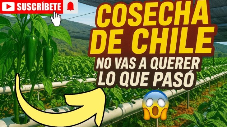 🚀🔥 ¡CHILES POR TODOS LADOS! COSECHA EN HIDROPONÍA NFT 🌱😱💦 HIDROPÓNIA PASO A PASO 🌿💪