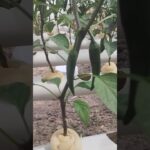 COMO SEMBRAR CHILE JALAPEÑO 🌶️ EN SISTEMA HIDROPÓNICO NFT 😱