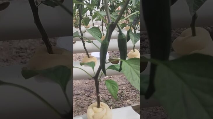 COMO SEMBRAR CHILE JALAPEÑO 🌶️ EN SISTEMA HIDROPÓNICO NFT 😱