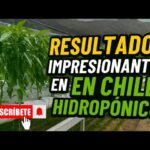 🌶️💥 ¡IMPACTANTE! Jalapeños HIDROPÓNICOS creciendo como LOCOS en NFT 🤯🔥 TIPS PARA NO FALLAR 😱