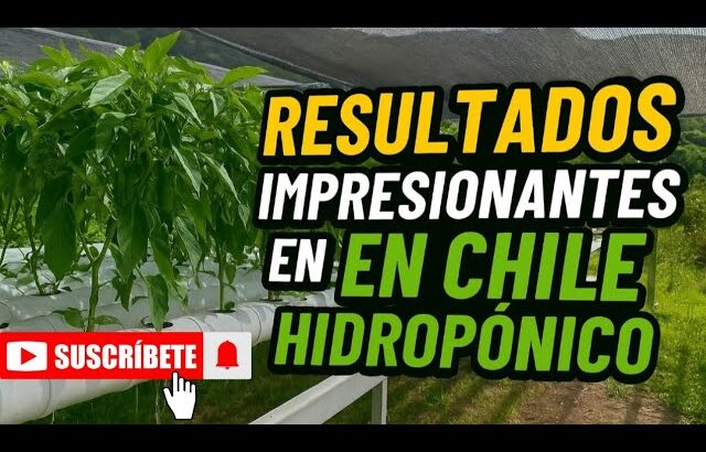 🌶️💥 ¡IMPACTANTE! Jalapeños HIDROPÓNICOS creciendo como LOCOS en NFT 🤯🔥 TIPS PARA NO FALLAR 😱
