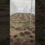 Invernaderos para Hidroponía #invernadero #hidroponia #agricultura #nft #mimundohidroponico #agro