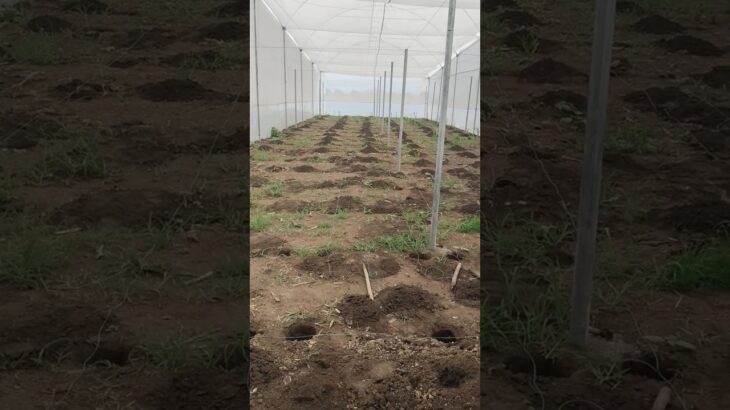 Invernaderos para Hidroponía #invernadero #hidroponia #agricultura #nft #mimundohidroponico #agro