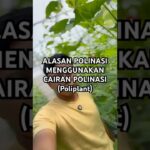 Kenapa saya polinasi melon pakai cairan polinasi ? Ini alasannya #kebunmelon #nft #melonhidroponik