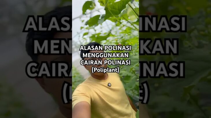 Kenapa saya polinasi melon pakai cairan polinasi ? Ini alasannya #kebunmelon #nft #melonhidroponik