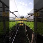 Lebih Efisien Rakit Apung Atau NFT Untuk Berhidroponik #shortvideo #shorts #hidroponik