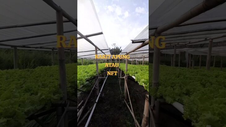 Lebih Efisien Rakit Apung Atau NFT Untuk Berhidroponik #shortvideo #shorts #hidroponik