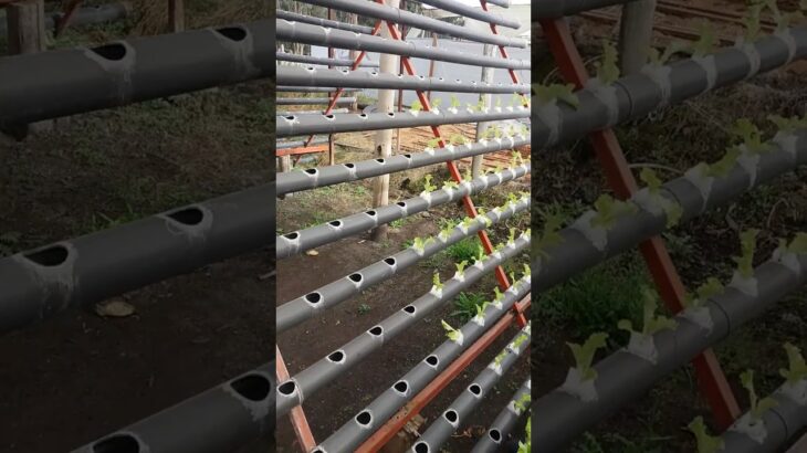 Mañana de trasplante #nft #piramidehidroponica #farming #cultivovertical #agriculturaurbana #bio