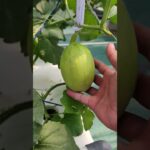 Melon Kirani Hidroponik NFT