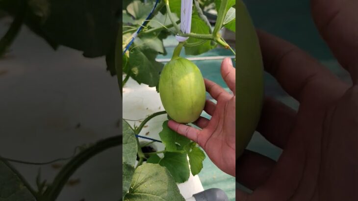 Melon Kirani Hidroponik NFT