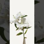 #NFT #ART #FLOWER #opensea #zora #hexa #openseanft #openseaart #zoranft #hexanft