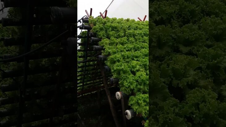 Otra día se cosecha 🧺 #farming #hidroponia #invernadero #pitamidehidroponica #nft #ph #hortalizas