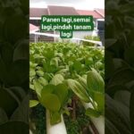 Pakcoy hidroponik sisyem NFT H-1 sebelum panen #berkebun #budidayatanaman #agrikultur  #gardening
