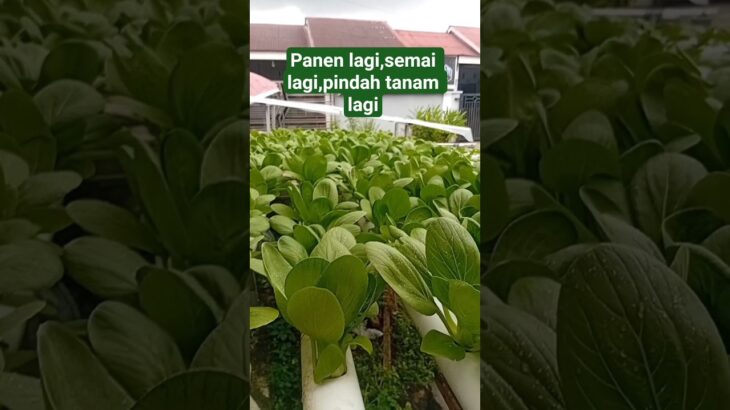 Pakcoy hidroponik sisyem NFT H-1 sebelum panen #berkebun #budidayatanaman #agrikultur  #gardening