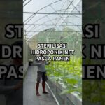 Sterilisasi hidroponik nft pasca panen melon #kebunmelon #budidayatanaman #melonhidroponik