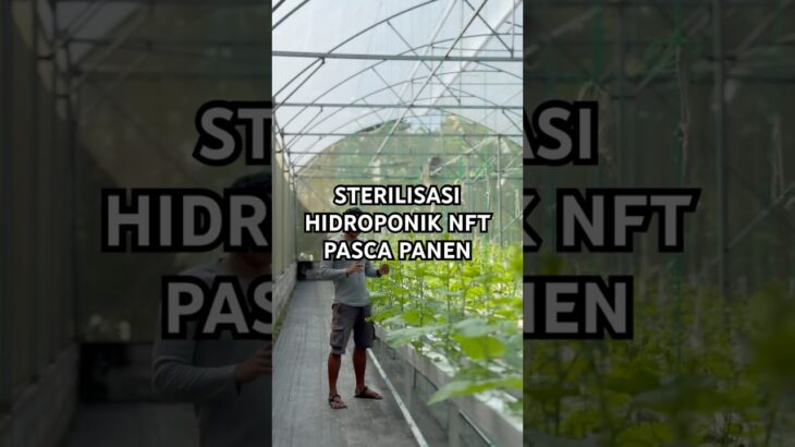 Sterilisasi hidroponik nft pasca panen melon #kebunmelon #budidayatanaman #melonhidroponik