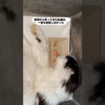 希望を…  #猫, #cat ,#変形関節症 ,#猫糖尿病 #保護猫 ,#地域猫,#ペットロス ,#猫との絆,#ハチワレ,#スコティッシュフォールド,