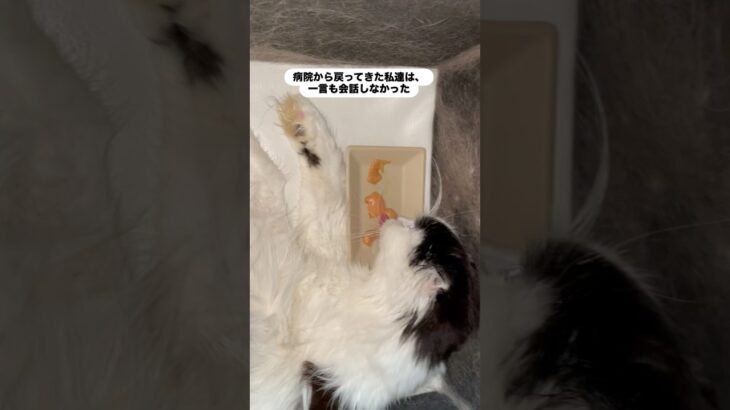 希望を…  #猫, #cat ,#変形関節症 ,#猫糖尿病 #保護猫 ,#地域猫,#ペットロス ,#猫との絆,#ハチワレ,#スコティッシュフォールド,