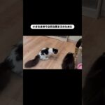 小さな身体で… #猫, #cat ,#変形関節症 ,#猫糖尿病 #保護猫 ,#地域猫,#ペットロス ,#猫との絆,#ハチワレ,#スコティッシュフォールド,