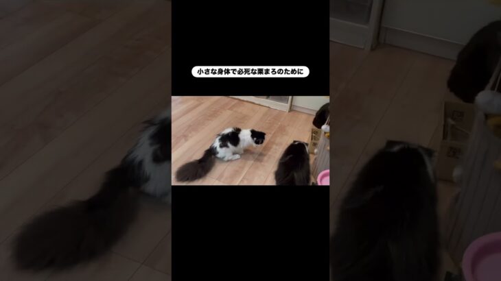 小さな身体で… #猫, #cat ,#変形関節症 ,#猫糖尿病 #保護猫 ,#地域猫,#ペットロス ,#猫との絆,#ハチワレ,#スコティッシュフォールド,