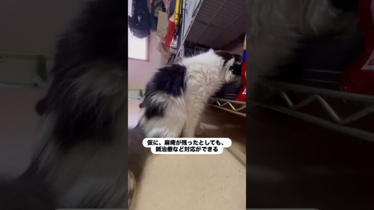 栗まろが歩いたよ！　#猫, #cat ,#変形関節症 ,#猫糖尿病 ,#FIP ,#保護猫 ,#地域猫,#ペットロス ,#猫との絆,#ハチワレ,#スコティッシュフォールド,