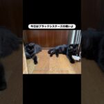 モーラの騎馬戦　#猫, #cat ,#変形関節症 ,#猫糖尿病 ,#FIP ,#保護猫 ,#地域猫,#ペットロス ,#猫との絆,#ハチワレ,#スコティッシュフォールド,