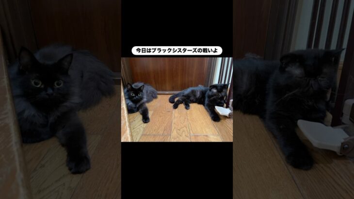 モーラの騎馬戦　#猫, #cat ,#変形関節症 ,#猫糖尿病 ,#FIP ,#保護猫 ,#地域猫,#ペットロス ,#猫との絆,#ハチワレ,#スコティッシュフォールド,