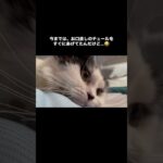 お薬苦いね　#猫, #cat ,#変形関節症 ,#猫糖尿病 ,#FIP ,#保護猫 ,#地域猫,#ペットロス ,#猫との絆,#ハチワレ,#スコティッシュフォールド,