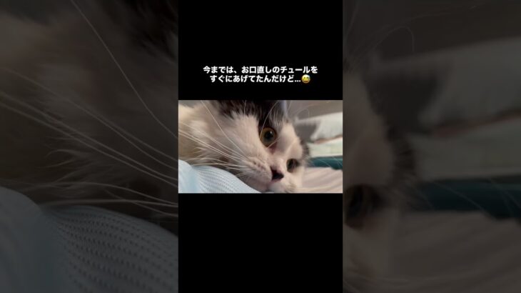 お薬苦いね　#猫, #cat ,#変形関節症 ,#猫糖尿病 ,#FIP ,#保護猫 ,#地域猫,#ペットロス ,#猫との絆,#ハチワレ,#スコティッシュフォールド,