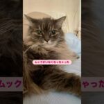 ムック神隠し　#猫, #cat ,#変形関節症 ,#猫糖尿病 ,#FIP ,#保護猫 ,#地域猫,#ペットロス ,#猫との絆,#ハチワレ,#スコティッシュフォールド,