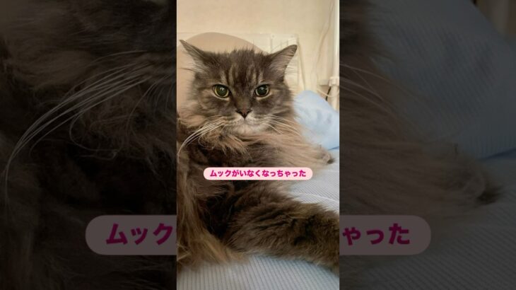 ムック神隠し　#猫, #cat ,#変形関節症 ,#猫糖尿病 ,#FIP ,#保護猫 ,#地域猫,#ペットロス ,#猫との絆,#ハチワレ,#スコティッシュフォールド,