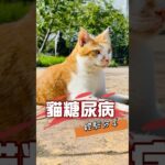 🐈‍⬛貓糖尿病治療紀錄🐈‍⬛ #cat #貓咪日常 #cute #pets #糖尿病