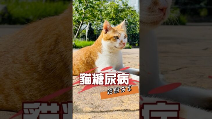 🐈‍⬛貓糖尿病治療紀錄🐈‍⬛ #cat #貓咪日常 #cute #pets #糖尿病