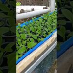 instalasi peremajaan sistem NFT untuk pakcoy hidroponik skala produksi sangat penting.