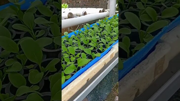 instalasi peremajaan sistem NFT untuk pakcoy hidroponik skala produksi sangat penting.