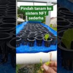 pindah tanam benih selada ke modul peremajaan sistem NFT sederhana dari #berkebun