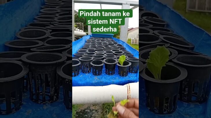 pindah tanam benih selada ke modul peremajaan sistem NFT sederhana dari #berkebun
