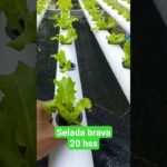 selada brava sistem NFT #hidroponik #berkebun #berkebundirumah #sayuran #seladahidroponik