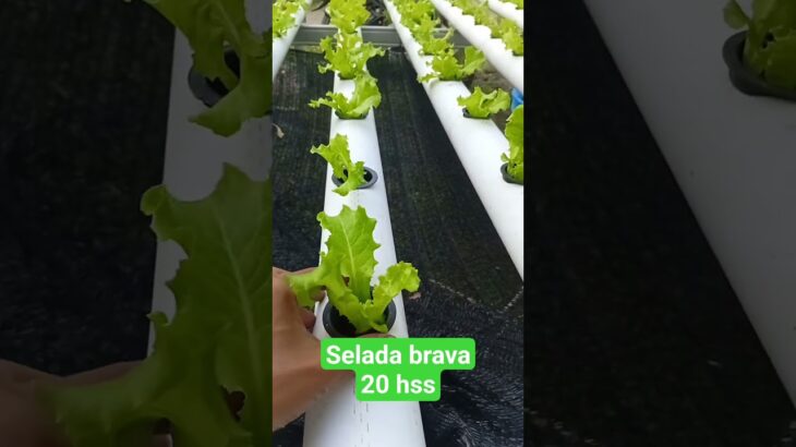 selada brava sistem NFT #hidroponik #berkebun #berkebundirumah #sayuran #seladahidroponik