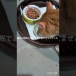 細切れ睡眠であまり良く眠れませんでした #元野良猫 #糖尿病網膜症 #猫のいる暮らし