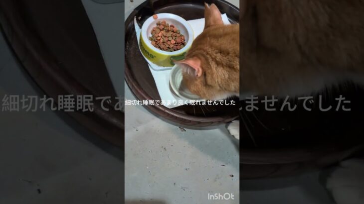 細切れ睡眠であまり良く眠れませんでした #元野良猫 #糖尿病網膜症 #猫のいる暮らし