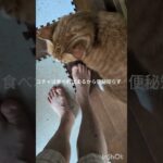 コチャは食べたら出るから便秘知らず！羨ましい #元野良猫 #糖尿病網膜症 #ねこのいる生活