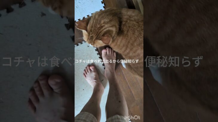 コチャは食べたら出るから便秘知らず！羨ましい #元野良猫 #糖尿病網膜症 #ねこのいる生活