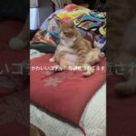 かわいいコチャに癒されてます #元野良猫 #糖尿病網膜症 #ねこのいる生活