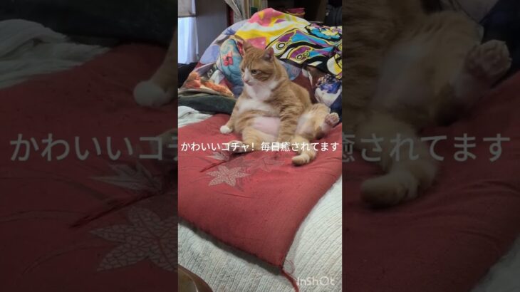 かわいいコチャに癒されてます #元野良猫 #糖尿病網膜症 #ねこのいる生活