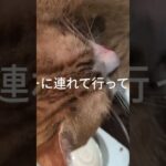 昨日スシローに連れて行ってもらいまし #元野良猫 #糖尿病網膜症 #ねこのいる生活