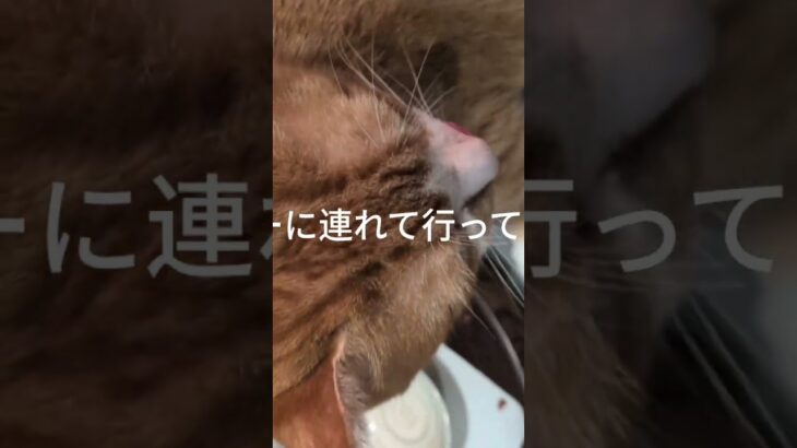 昨日スシローに連れて行ってもらいまし #元野良猫 #糖尿病網膜症 #ねこのいる生活