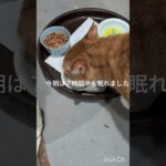 今朝は７時間半も眠れました #元野良猫 #糖尿病網膜症 #猫のいる暮らし
